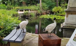 Ubiquitous bin chickens in the Royal Botanic Gardens, Sydney