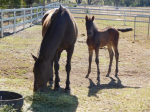 Foal on the farm