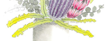 Proteas 1 - crop 1 (c) Jennifer Mosher