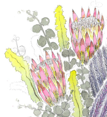 Proteas 1 - crop 3 (c) Jennifer Mosher