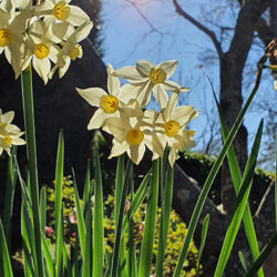 Jonquils in spring by Jennifer Mosher - thumbnail