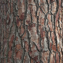 Tree bark by Jennifer Mosher - thumbnail