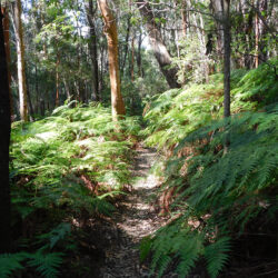 Burgess Falls walking track, Hazelbrook, NSW - 300 ppi by Jennifer Mosher - thumbnail
