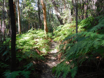 Burgess Falls walking track, Hazelbrook, NSW - 300 ppi by Jennifer Mosher - thumbnail