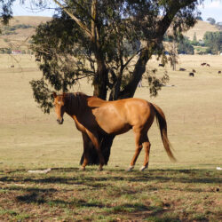 Horse in paddock under tree - 300 ppi by Jennifer Mosher - thumbnail