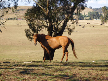 Horse in paddock under tree - 300 ppi by Jennifer Mosher - thumbnail