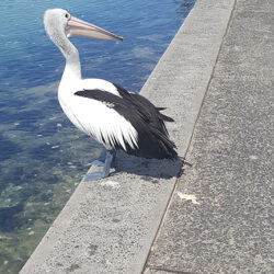 Pelican looking over its shoulder, The Entrance, NSW by Jennifer Mosher - thumbnail