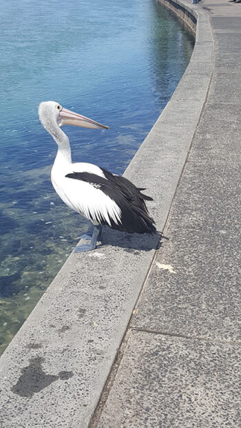 Pelican looking over its shoulder, The Entrance, NSW by Jennifer Mosher - thumbnail