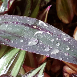 Purple-green leaf with water drops by Jennifer Mosher - thumbnail